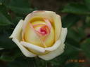 Golden Tower rose photo