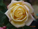 Golden Tower rose photo