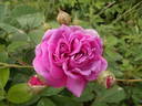 L'Evêque rose photo