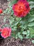 Smoke Rings rose photo
