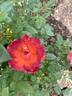 Smoke Rings rose photo