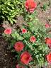 Smoke Rings rose photo
