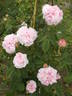 Bellard rose photo
