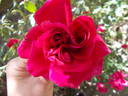 Souvenir de Claudius Denoyel rose photo