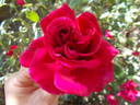 Souvenir de Claudius Denoyel rose photo