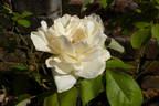 Madame André Saint rose photo