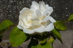 Madame André Saint rose photo