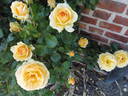 Atco Royale rose photo