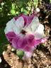 Brilliant Pink Iceberg rose photo
