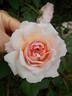 Pink Gruss an Aachen rose photo