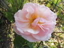 Martin des Senteurs rose photo