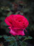 Vélasquez rose photo