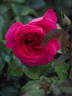 Vélasquez rose photo