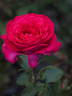 Vélasquez rose photo