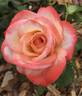 Brindabella Joy rose photo