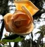 Souvenir de Madame Boullet rose photo