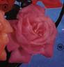 Symphonie rose photo