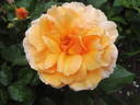 Xian Zhang rose photo