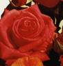 Climentina rose photo