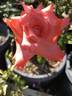 Touch of Class ™ rose photo