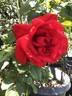 Legends™ rose photo