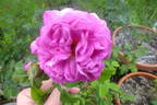 Anaïs Ségalas rose photo