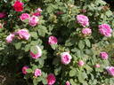 Madame Joseph Bonnaire rose photo