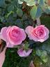 Hans Gönewein Rose rose photo