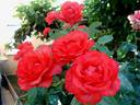 Satellite ® rose photo