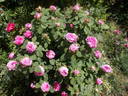 Madame Joseph Bonnaire rose photo