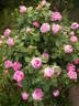 Madame Joseph Bonnaire rose photo