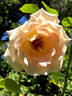 Rokoko rose photo