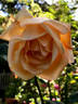 Souvenir de Madame Boullet rose photo