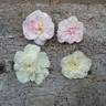 White Stanwell Perpetual rose photo