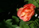 Prairie Magic rose photo
