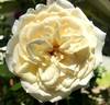 Snowbird rose photo