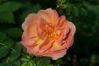 Prairie Magic rose photo