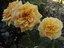 Lolabelle rose photo