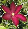 Bourbon clematis photo