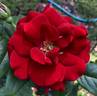 Crush on You rose photo