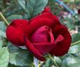 Crush on You rose photo