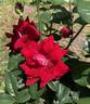 Crush on You rose photo