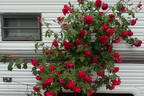 Quadra rose photo