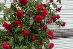 Quadra rose photo