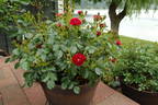 Fuzzy Wuzzy Red rose photo
