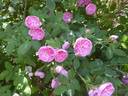 Petite Lisette rose photo