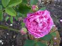 Rød Maiden's Blush rose photo