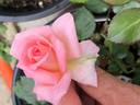 GHF2 rose photo
