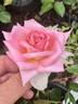 GHF2 rose photo