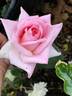 GHF2 rose photo